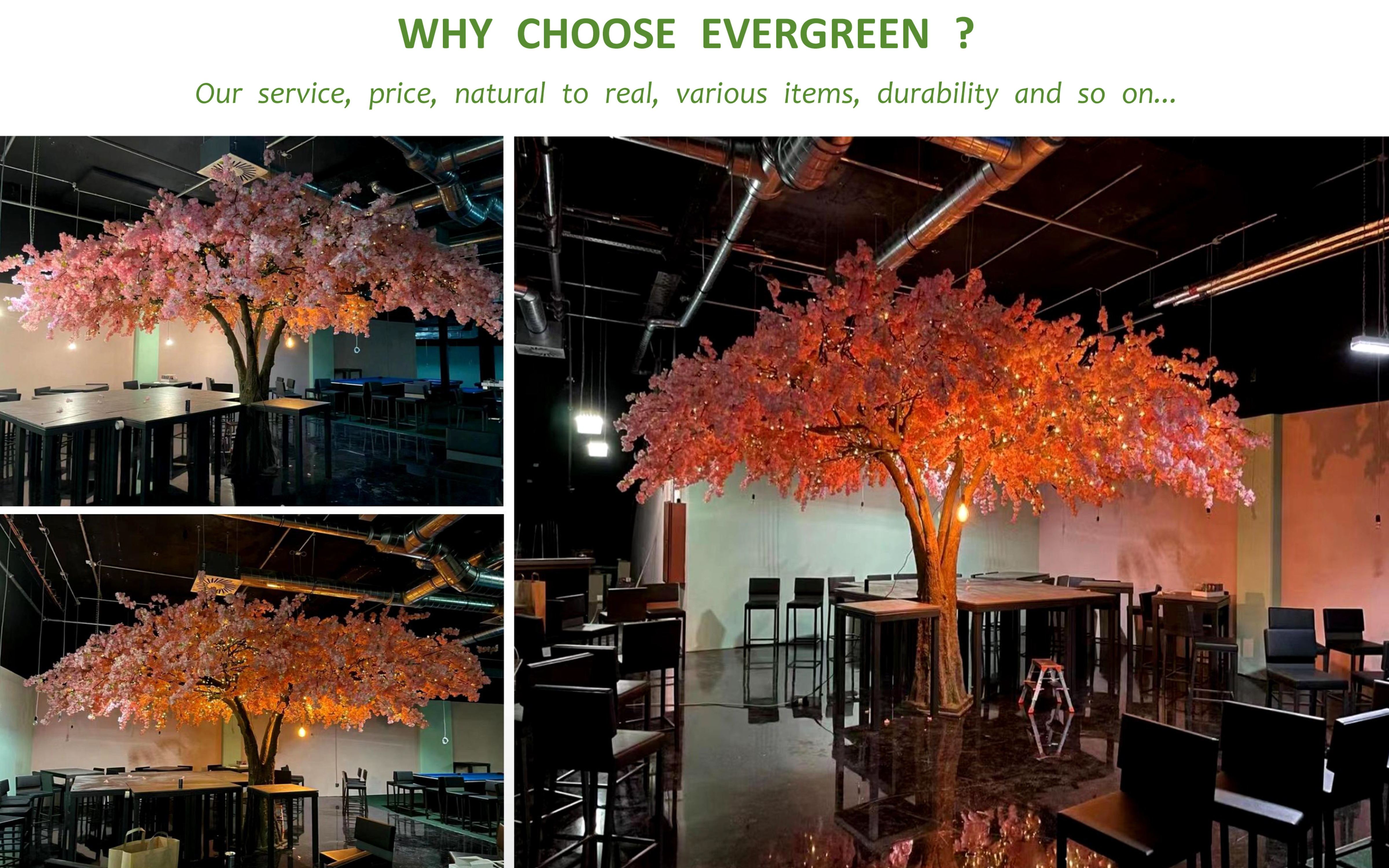 Evergreen